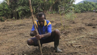Seperti Ini Proses Tanam Sagu di Papua