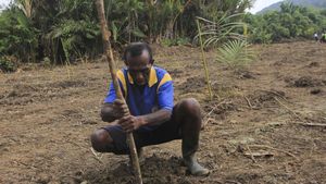 Seperti Ini Proses Tanam Sagu di Papua
