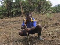 Seperti Ini Proses Tanam Sagu di Papua