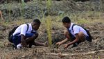 Seperti Ini Proses Tanam Sagu di Papua