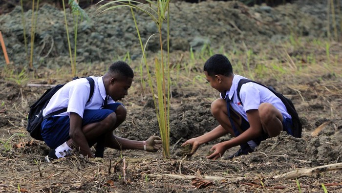 Seorang warga menanam bibit pohon Sagu di Dusung Sagu Bityai Pai Sabron Yaru, Kabupaten ,Jayapura, Papua, Selasa (20/08/2024). Penanaman bibit tersebut untuk pengembangan Dusun Sagu dalam rangka memperingati HUT ke-79 Republik Indonesia. ANTARA FOTO/Gusti Tanati/foc.