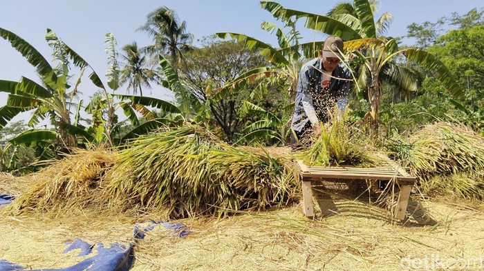 Petani di Kabupaten Kuningan terpaksa memanen padi lebih awal gegara kekeringan.