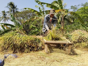 Dampak Kekeringan, Petani Kuningan Terpaksa Panen Padi Lebih Awal