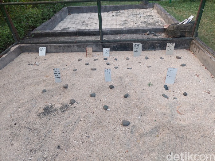 Proyek Penyu di Desa Pemuteran, Buleleng Proyek Penyu di Desa Pemuteran, Buleleng