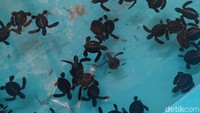 Bayi-bayi penyu ini diberi makan setiap harinya sekali sehari. Kolam mereka pun juga dibersikan berkala hingga mereka tidak asing bila dipindahkan ke laut.
