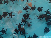 Foto: Melihat Penangkaran Penyu di Bali Utara