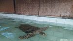 Foto: Melihat Penangkaran Penyu di Bali Utara
