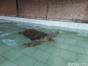 Melihat Konservasi Penyu di Bali Utara, Ada Ratusan Bayi Penyu!