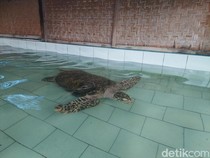 Melihat Konservasi Penyu di Bali Utara, Ada Ratusan Bayi Penyu!