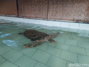 Melihat Konservasi Penyu di Bali Utara, Ada Ratusan Bayi Penyu!
