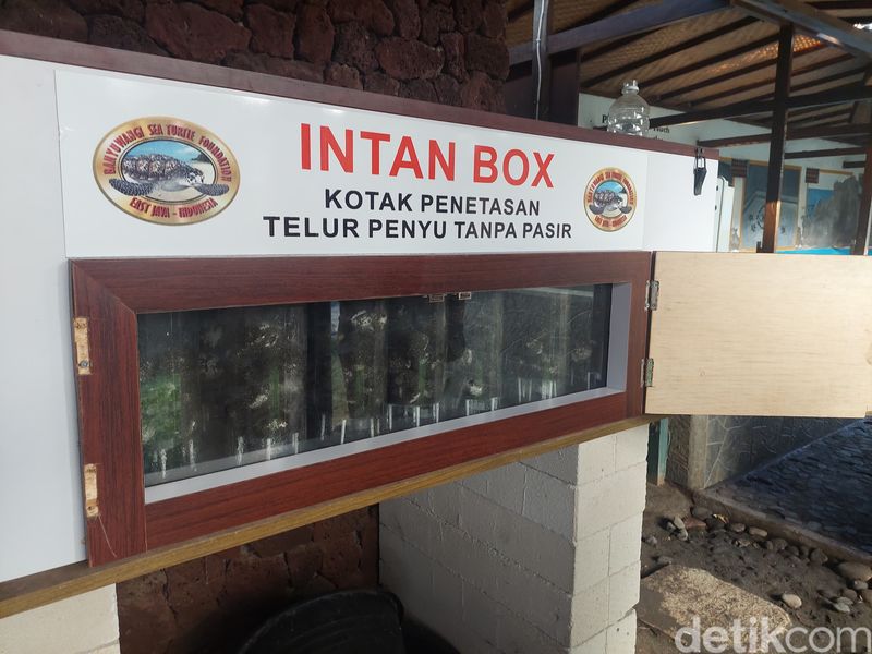 Proyek Penyu di Desa Pemuteran, Buleleng