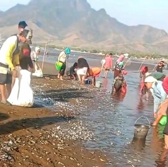 Ribuan Ikan Terdampar di Pantai Situbondo, Ini Faktanya