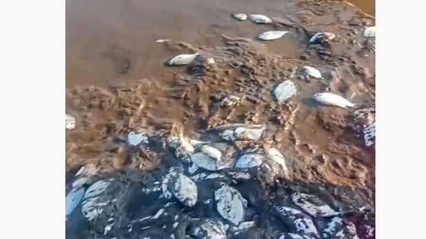 Ribuan Ikan Terdampar di Pantai Situbondo, Ini Faktanya