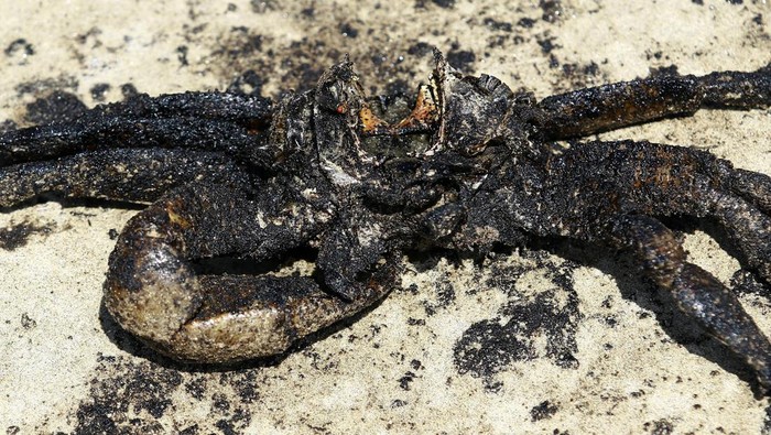 Satwa Laut Jadi Korban Bocornya Kilang Minyak di Venezuela A dead crab covered in oil after an oil spill is pictured, in Boca de Aroa, Venezuela August 19, 2024. REUTERS/Juan Carlos Hernandez