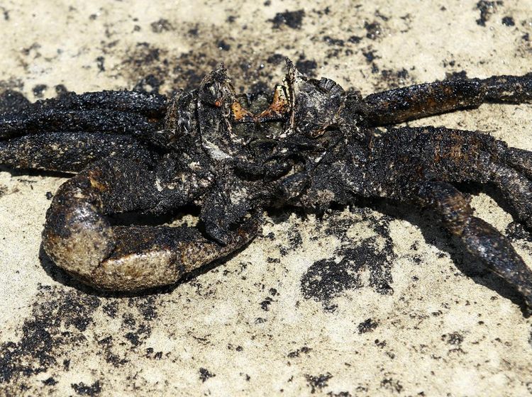 Satwa Laut Jadi Korban Bocornya Kilang Minyak di Venezuela