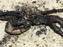 Satwa Laut Jadi Korban Bocornya Kilang Minyak di Venezuela