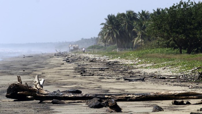 Satwa Laut Jadi Korban Bocornya Kilang Minyak di Venezuela A dead crab covered in oil after an oil spill is pictured, in Boca de Aroa, Venezuela August 19, 2024. REUTERS/Juan Carlos Hernandez