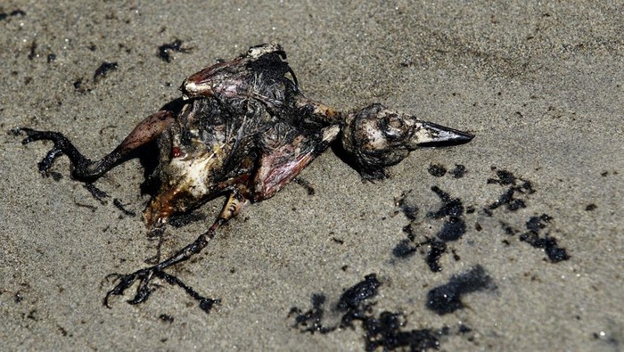 Satwa Laut Jadi Korban Bocornya Kilang Minyak di Venezuela A dead crab covered in oil after an oil spill is pictured, in Boca de Aroa, Venezuela August 19, 2024. REUTERS/Juan Carlos Hernandez