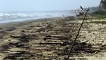 Satwa Laut Jadi Korban Bocornya Kilang Minyak di Venezuela