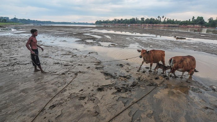Seorang warga memberi minum sapi di Sungai Batanghari yang keruh, Desa Sarang Burung, Muaro Jambi, Jambi, Senin (19/8/2024). Ratusan kepala keluarga di desa tersebut terpaksa memanfaatkan air Sungai Batanghari yang keruh untuk keperluan mandi, cuci, dan kakus akibat keringnya sumur warga sejak sebulan terakhir. ANTARA FOTO/Wahdi Septiawan/tom.