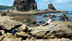 Jelajah Pantai Watu Lumbung, Hamparan Batunya Sangat Eksotis