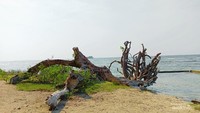 Pohon jodoh di Pulau Bidadari, Kepulauan Seribu