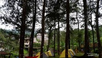 Area hutan pinus