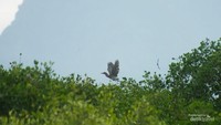Burung Blekok kembali ke peraduannya