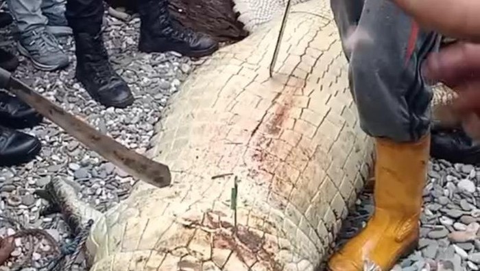 Warga membelah perut buaya mangsa warga di Buru Selatan.