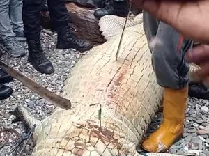 Buaya 4 Meter Mangsa Wanita di Buru Selatan, Perut Dibelah Warga