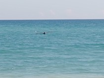 Pria Amfoang Kupang Ditemukan Tewas Dalam Perahu di Tengah Laut