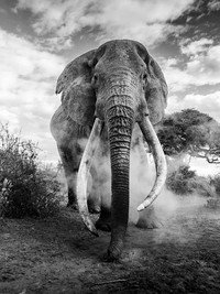 Black and White Photo Awards 2024
