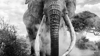 Pemenang kedua kategori Fauna and Flora diraih Dhir Jakharia Foto: Black and White Photo Awards