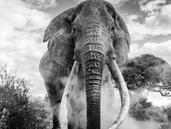 Karya Jawara Kontes Foto Hitam Putih Pukau Mata