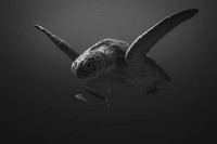 Black and White Photo Awards 2024