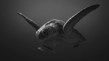 Pemenang Golden Mention kategori Fauna and Flora diraih Sina Ritter Foto: Black and White Photo Awards