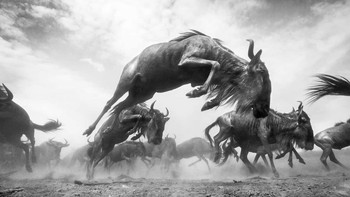 Pemenang kategori Fauna and Flora diraih Anup Shah Foto: Black and White Photo Awards