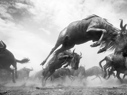 Karya Jawara Kontes Foto Hitam Putih Pukau Mata