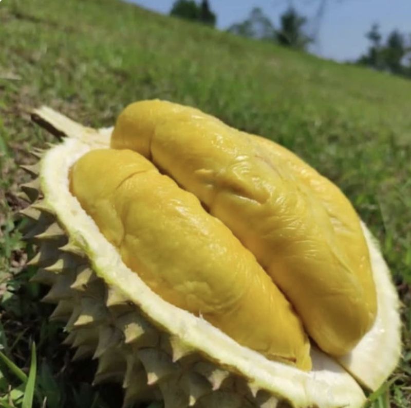 Durian