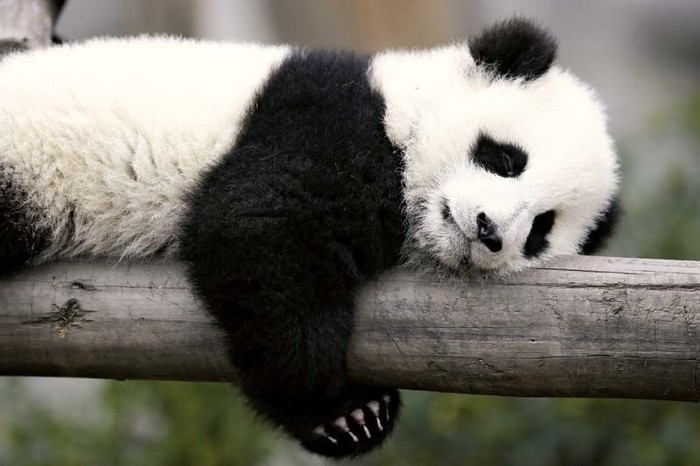 Giant Panda atau Panda Raksasa