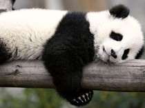 AS-China Baik-baik Saja, 2 Panda Baru Akan Dirawat Bonbin Washington