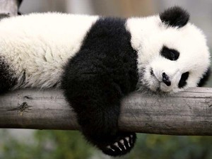 AS-China Baik-baik Saja, 2 Panda Baru Akan Dirawat Bonbin Washington