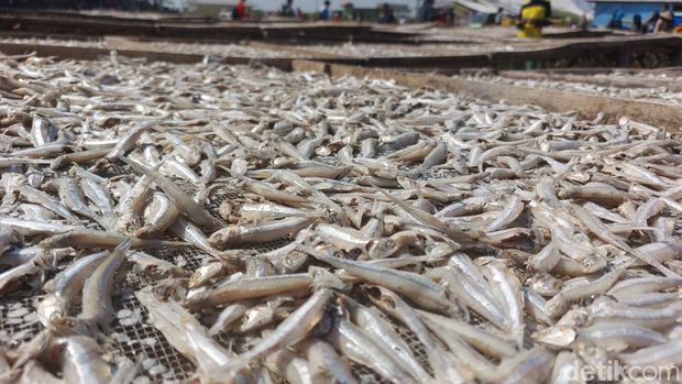 Ikan teri asin produksi warga Pantai Baro Cirebon.