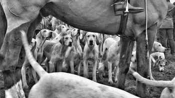 Huntsman, Horse & Hounds karya Colin Hoskins dari Inggris terpilih sebagai juara satu kategori Animals. Foto ini diambil menggunakan iPhone 7 Plus. Foto: Colin Hoskins/iPhone Photography Awards 2024