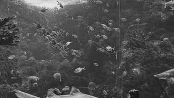 Boy Meets Shark hasil jepretan Erin Brooks dari Amerika Serikat didapuk sebagai pemenang Grand Prize iPhone Photography Awards 2024. Foto ini diambil menggunakan iPhone 15 Pro Max. Foto: Erin Brooks/iPhone Photography Awards 2024