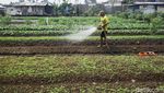 Lahan Berubah Fungsi, Jumlah Petani Gurem Meledak