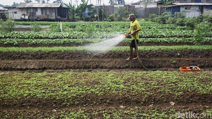 Lahan Berubah Fungsi, Jumlah Petani Gurem Meledak Pemerintah mencatat luas lahan pertanian di Indonesia hilang sekitar 100 ribu hektare per tahun. Akibatnya jumlah petani gurem pun meledak.