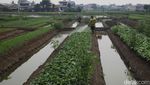 Lahan Berubah Fungsi, Jumlah Petani Gurem Meledak