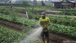 Lahan Berubah Fungsi, Jumlah Petani Gurem Meledak