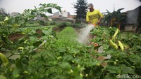Provinsi Jawa Timur mencatat jumlah tertinggi dengan 4,55 juta petani gurem, diikuti oleh Jawa Tengah dan Jawa Barat yang masing-masing memiliki 3,53 juta dan 2,62 juta petani gurem. Tingginya jumlah petani gurem ini menunjukkan bahwa banyak petani di Indonesia masih berjuang dengan keterbatasan lahan, yang berdampak langsung pada produktivitas dan kesejahteraan mereka.  